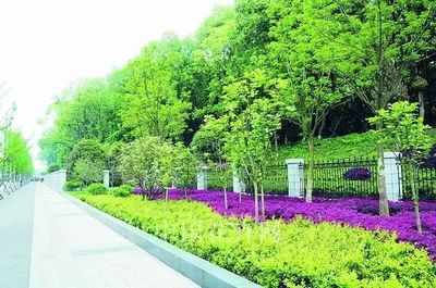 绿化 | 立体绿化、花开三镇,武汉实施十大园林绿化景观提升工程